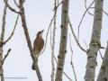 Arrendajo- Garrulus glandarius - Gaig