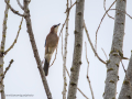 Arrendajo- Garrulus glandarius - Gaig