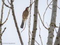 Arrendajo- Garrulus glandarius - Gaig