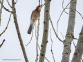Arrendajo- Garrulus glandarius - Gaig