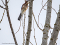 Arrendajo- Garrulus glandarius - Gaig