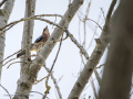 Arrendajo- Garrulus glandarius - Gaig