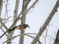 Arrendajo- Garrulus glandarius - Gaig