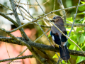 Arrendajo- Garrulus glandarius - Gaig