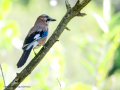 Arrendajo- Garrulus glandarius - Gaig