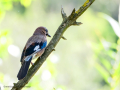 Arrendajo- Garrulus glandarius - Gaig