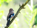 Arrendajo- Garrulus glandarius - Gaig