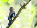 Arrendajo- Garrulus glandarius - Gaig
