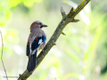 Arrendajo- Garrulus glandarius - Gaig