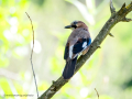Arrendajo- Garrulus glandarius - Gaig