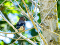 Arrendajo- Garrulus glandarius - Gaig