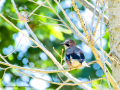 Arrendajo- Garrulus glandarius - Gaig