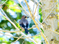 Arrendajo- Garrulus glandarius - Gaig