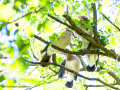 Arrendajo- Garrulus glandarius - Gaig
