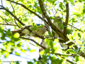 Arrendajo- Garrulus glandarius - Gaig