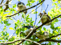Arrendajo- Garrulus glandarius - Gaig