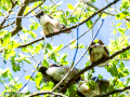 Arrendajo- Garrulus glandarius - Gaig