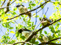 Arrendajo- Garrulus glandarius - Gaig