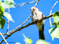 Arrendajo- Garrulus glandarius - Gaig