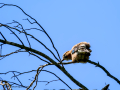 Arrendajo- Garrulus glandarius - Gaig