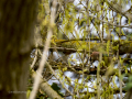 Arrendajo - Garrulus glandarius - Gaig