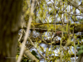 Arrendajo - Garrulus glandarius - Gaig