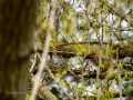 Arrendajo - Garrulus glandarius - Gaig