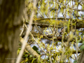 Arrendajo - Garrulus glandarius - Gaig
