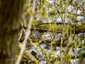 Arrendajo - Garrulus glandarius - Gaig