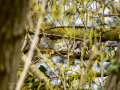 Arrendajo - Garrulus glandarius - Gaig