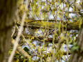 Arrendajo - Garrulus glandarius - Gaig