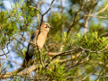 Arrendajo - Garrulus glandarius - Gaig