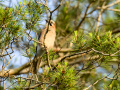 Arrendajo - Garrulus glandarius - Gaig