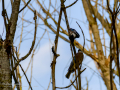 Arrendajo - Garrulus glandarius - Gaig
