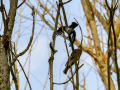Arrendajo - Garrulus glandarius - Gaig