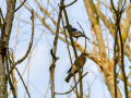 Arrendajo - Garrulus glandarius - Gaig