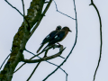 Arrendajo - Garrulus glandarius - Gaig