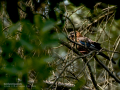 Arrendajo - Garrulus glandarius - Gaig