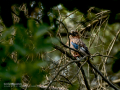 Arrendajo - Garrulus glandarius - Gaig