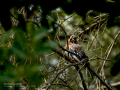 Arrendajo - Garrulus glandarius - Gaig