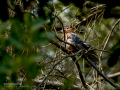 Arrendajo - Garrulus glandarius - Gaig