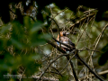 Arrendajo - Garrulus glandarius - Gaig