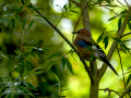 Arrendajo - Garrulus glandarius - Gaig