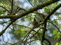 Arrendajo - Garrulus glandarius - Gaig