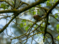 Arrendajo - Garrulus glandarius - Gaig