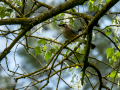 Arrendajo - Garrulus glandarius - Gaig