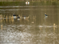 Avefría - Vanellus vanellus - Fredeluga europea