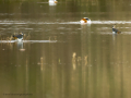 Avefría - Vanellus vanellus - Fredeluga europea