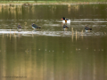 Avefría - Vanellus vanellus - Fredeluga europea