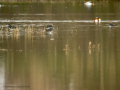 Avefría - Vanellus vanellus - Fredeluga europea